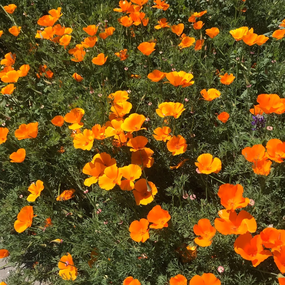 Meet your Posher, Tori